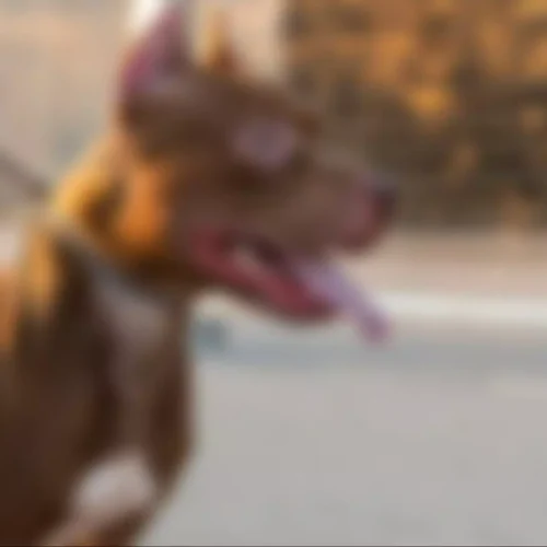 Cachorro da raça pit bull. (Foto: Ilustrativa, Arquivo Midiamax)