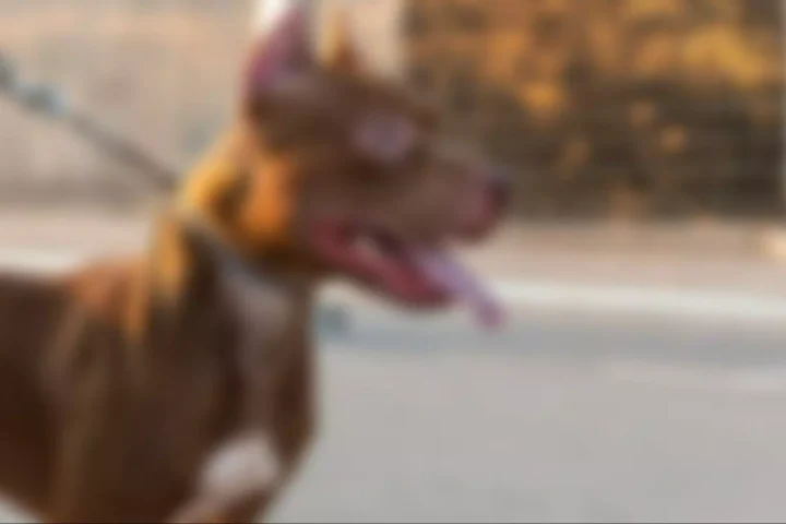 Cachorro da raça pit bull. (Foto: Ilustrativa, Arquivo Midiamax)