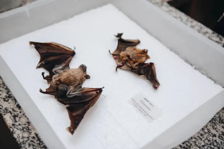 Foto: Foto: Reprodução/Prefeitura de Campo Grande - MS