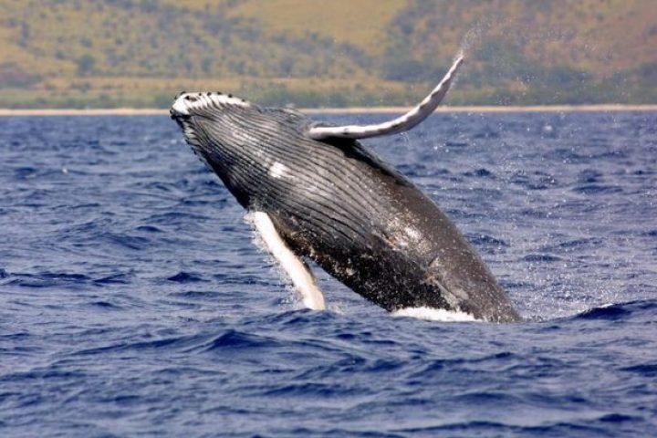 1eh7waj0l2wcl15hwd4a9xoxh