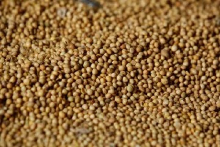 2025-04-02T133104Z_1_LYNXNPEL310ND_RTROPTP_4_UE-OLEAGINOSAS-IMPORTACIONES