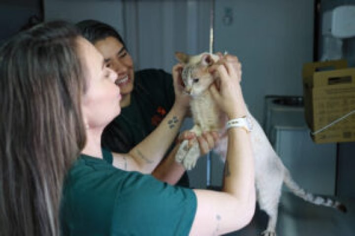 240620_LANCAMENTO-DO-CONSULTORIO-MOVEL-DE-ATENDIMENMTO-VETERINARIO_FOTOS-DIOGO-GONCALVES-28-300x200-1