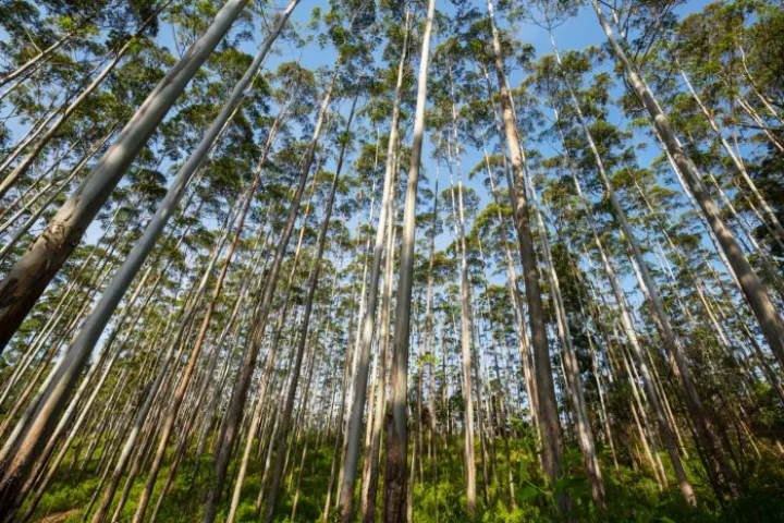 Foto: Foto: Reprodução/Prefeitura de Campo Grande - MS
