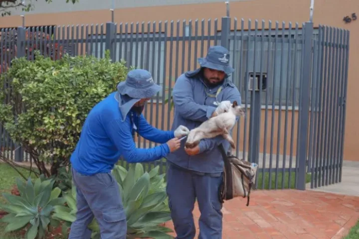 Foto: Foto: Reprodução/Prefeitura de Campo Grande - MS