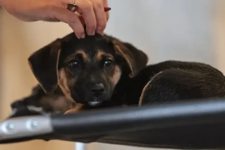 Foto: © Paulo Pinto/Agência Brasil