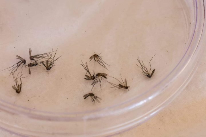 Aedes-aegypti_Dengue_Foto-Nathalia-Alcantara-1536x864-1