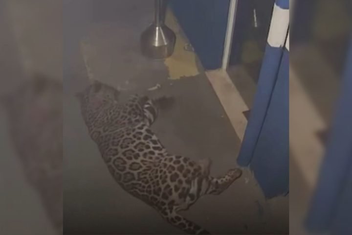 A onça deitou em frente a porta e seguiu pelos corredores. — Foto: A onça deitou