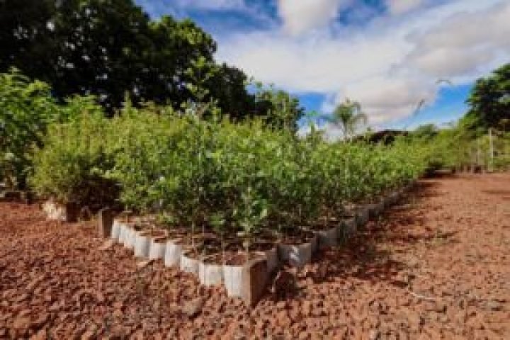 Foto: Prefeitura de Campo Grande