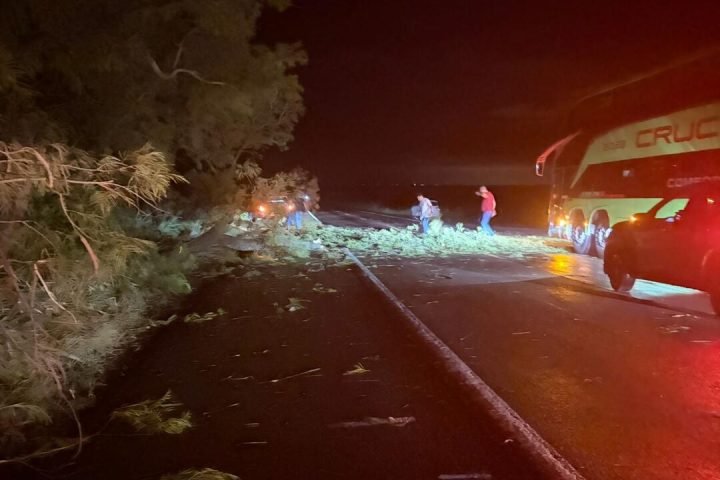 Árvore caiu na BR-262 e travou o trânsito. — Foto: Árvore caiu na BR-262 e travo
