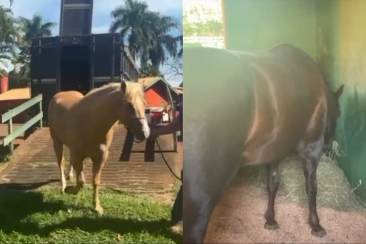 Foto: Novas aquisições da fazenda de Ana (Reprodução, redes sociais)