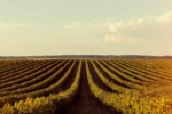beautiful-retro-nature-with-field-150x150-1