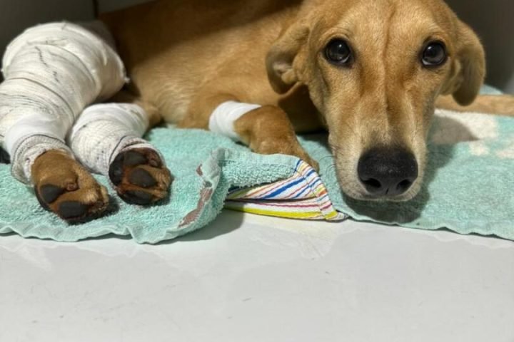 Cachorrinha está internada em clínica. — Foto: Cachorrinha está internada em clí