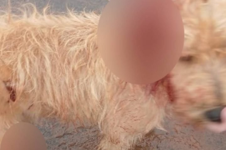 Foto: Cachorro vítima de maus-tratos (reprodução)