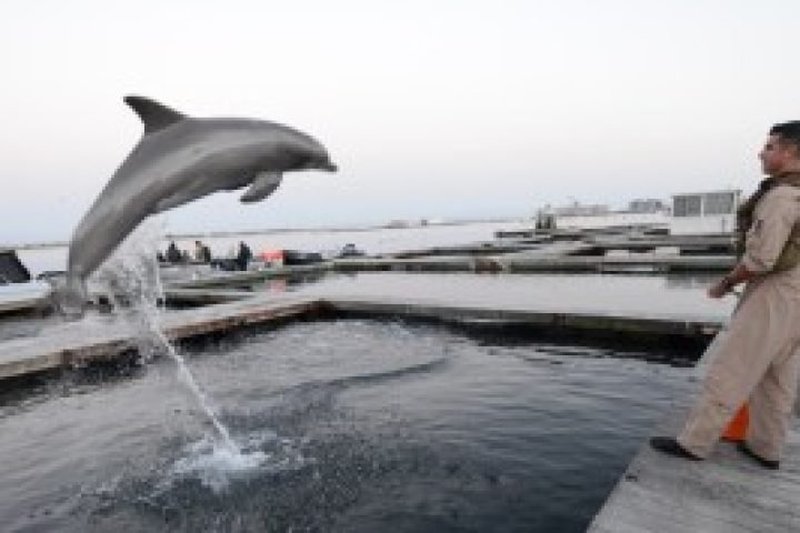 dolphin_loma-660x389-1