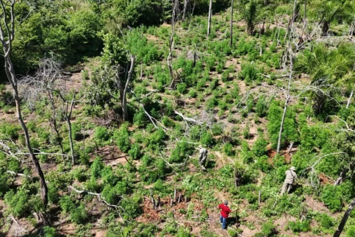 Foto: Área de plantação de maconha destruída - Foto: Jornal da Nova