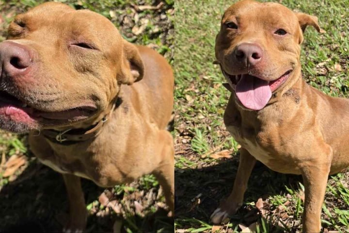 pitbull-1