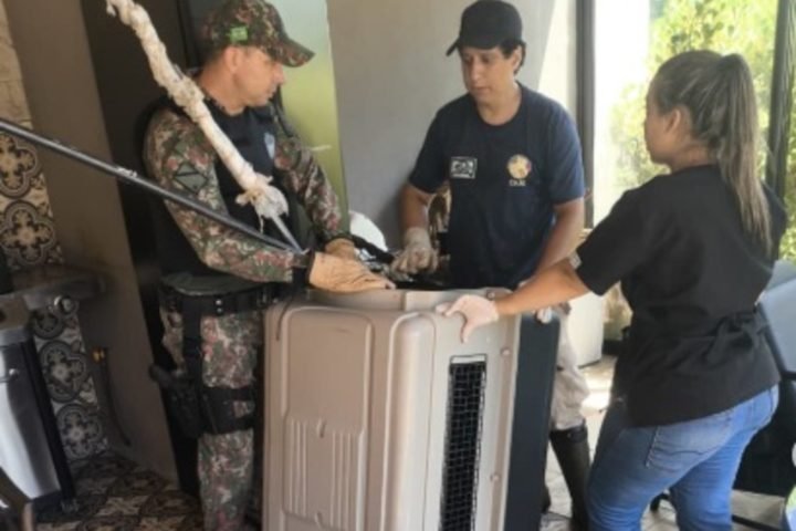 Foto: Divulgação/PMA