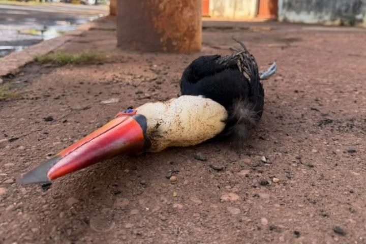Tucano morreu eletrocultado. — Foto: Tucano morreu eletrocultado. (Nova News)